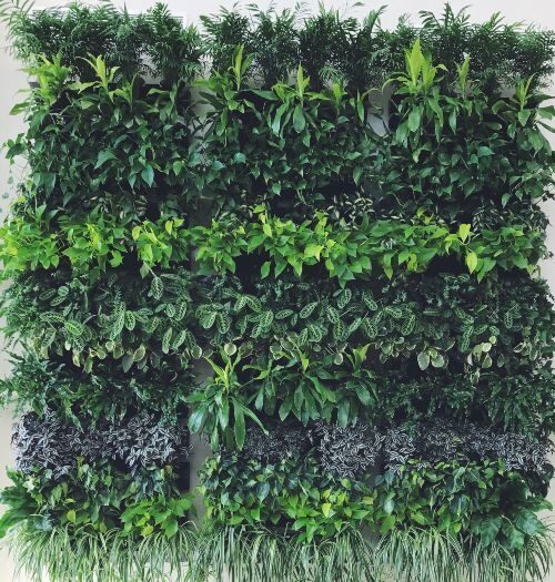 Muro verde con enredadera artificial en Apaseo el Alto